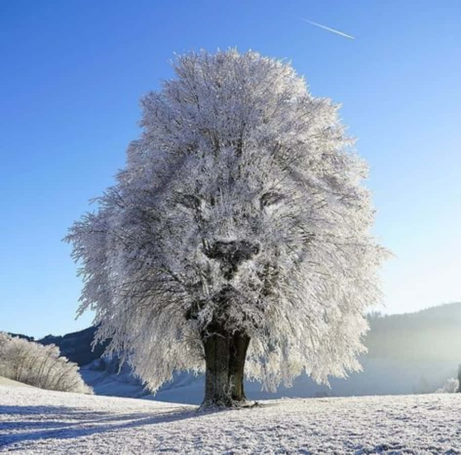 Lion Head Tree Interesting Pictures