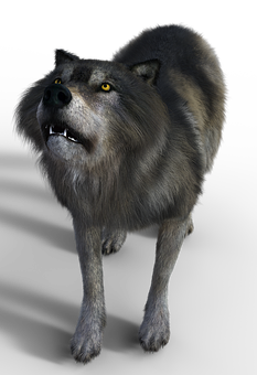 Intimidating Grey Wolf Black Background PNG