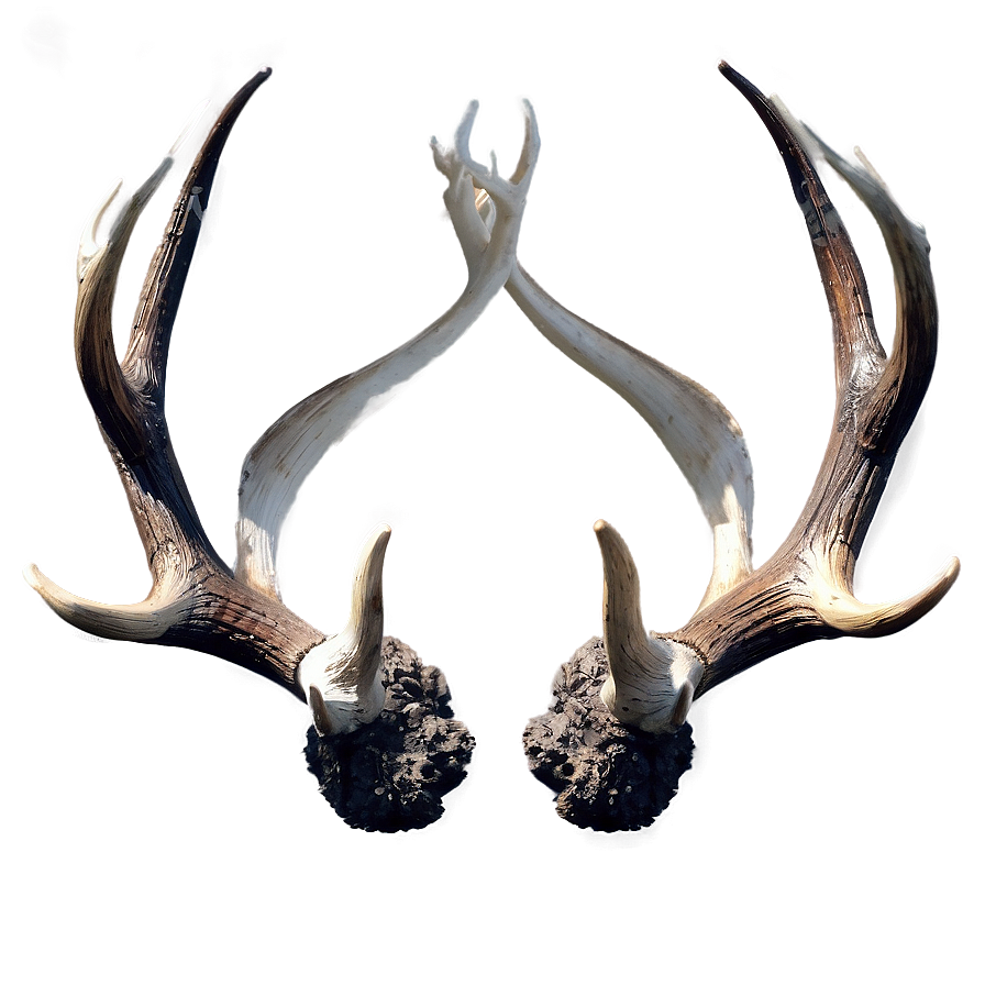 Intricate Antler Display Png 70 PNG