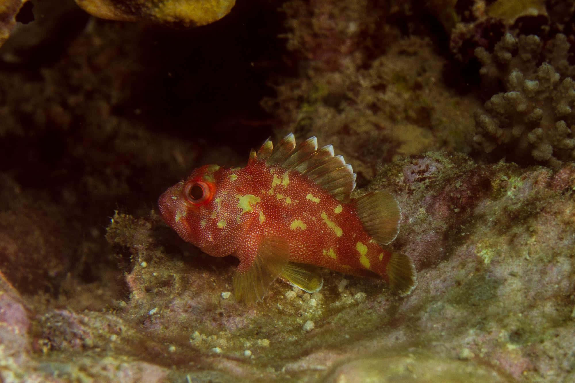 Beauté Intriquée Du Poisson-scorpion Fond d'écran