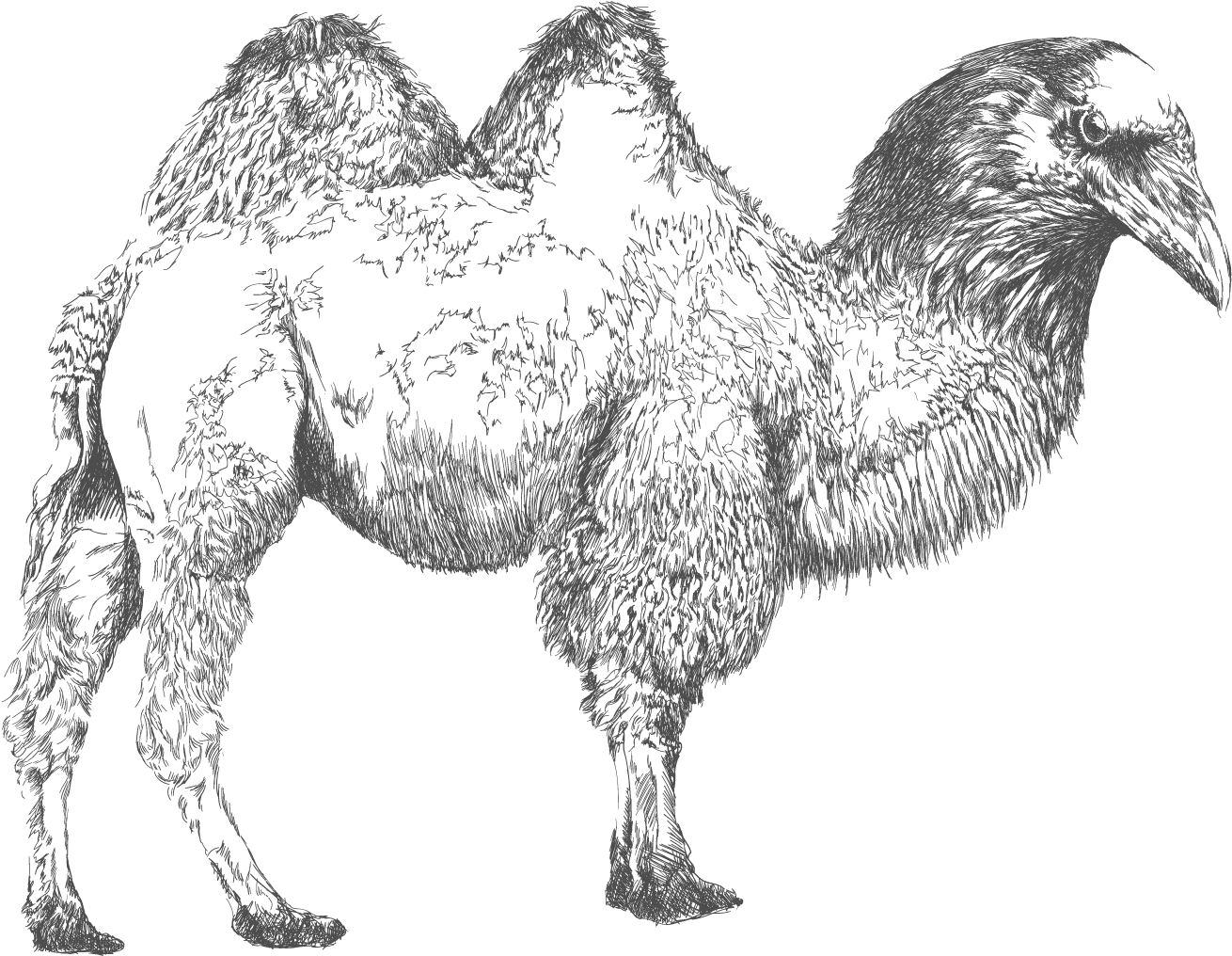 Intricate Camel Illustration PNG