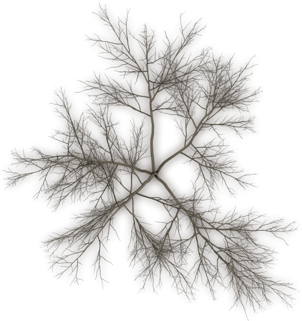 Intricate Leaf Silhouette PNG