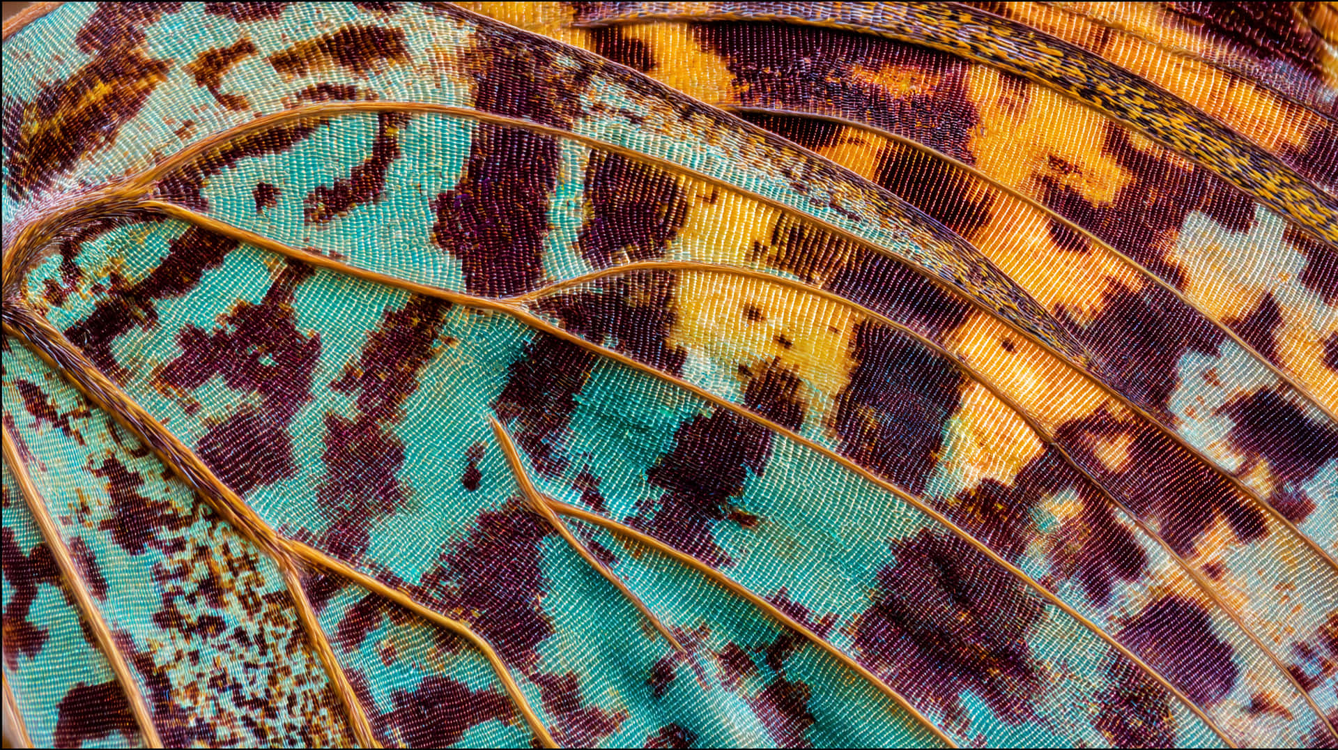 Intricate Patterns And Textures Of A Butterfly Wing, Macro View Wallpaper