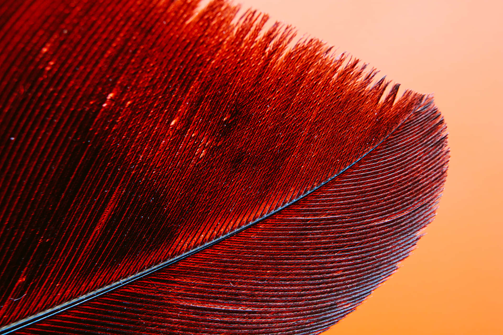 Intricate Red Feather [wallpaper] Wallpaper