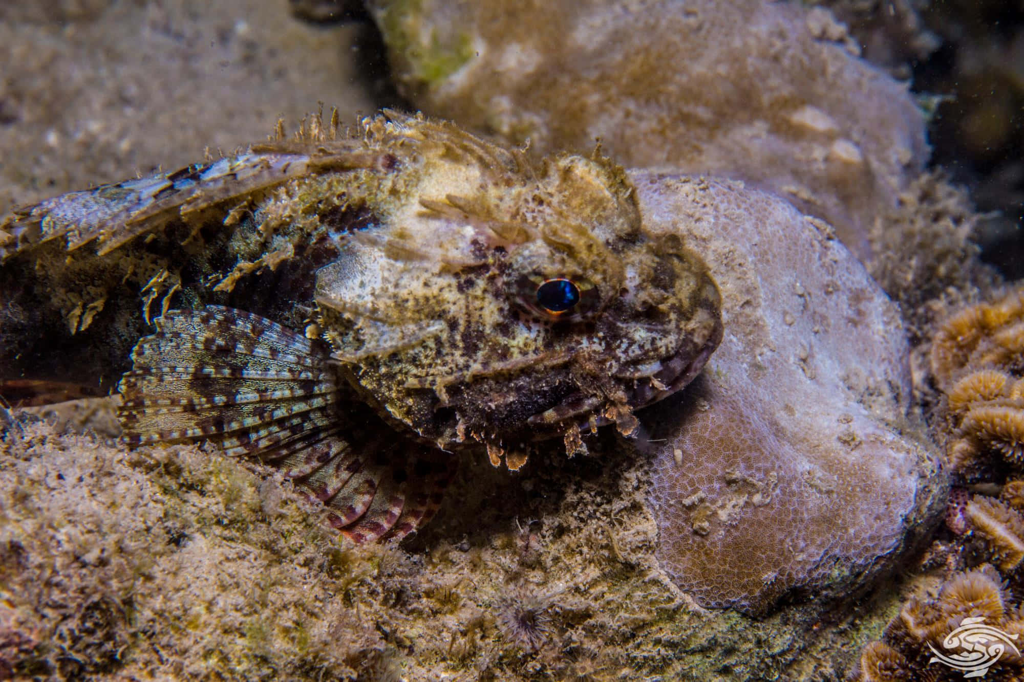 Ingewikkelde Schorpioenvissen In Zijn Natuurlijke Habitat Achtergrond