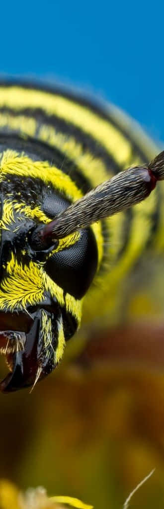 Intricate Snapshot Of A Striking Wasp