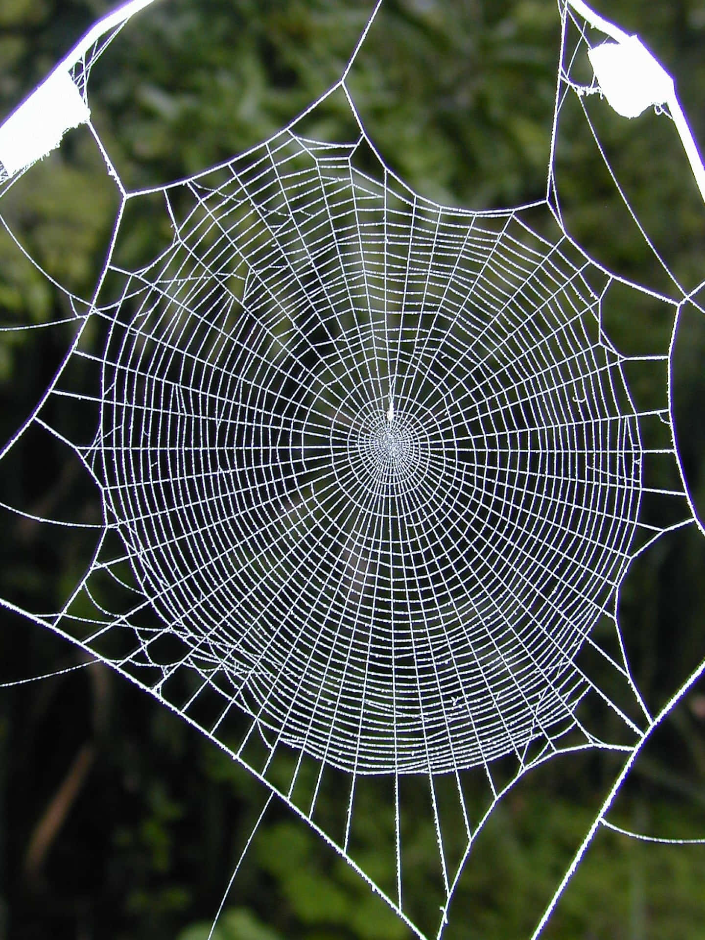Intricate Spider Web Nature Photo Wallpaper