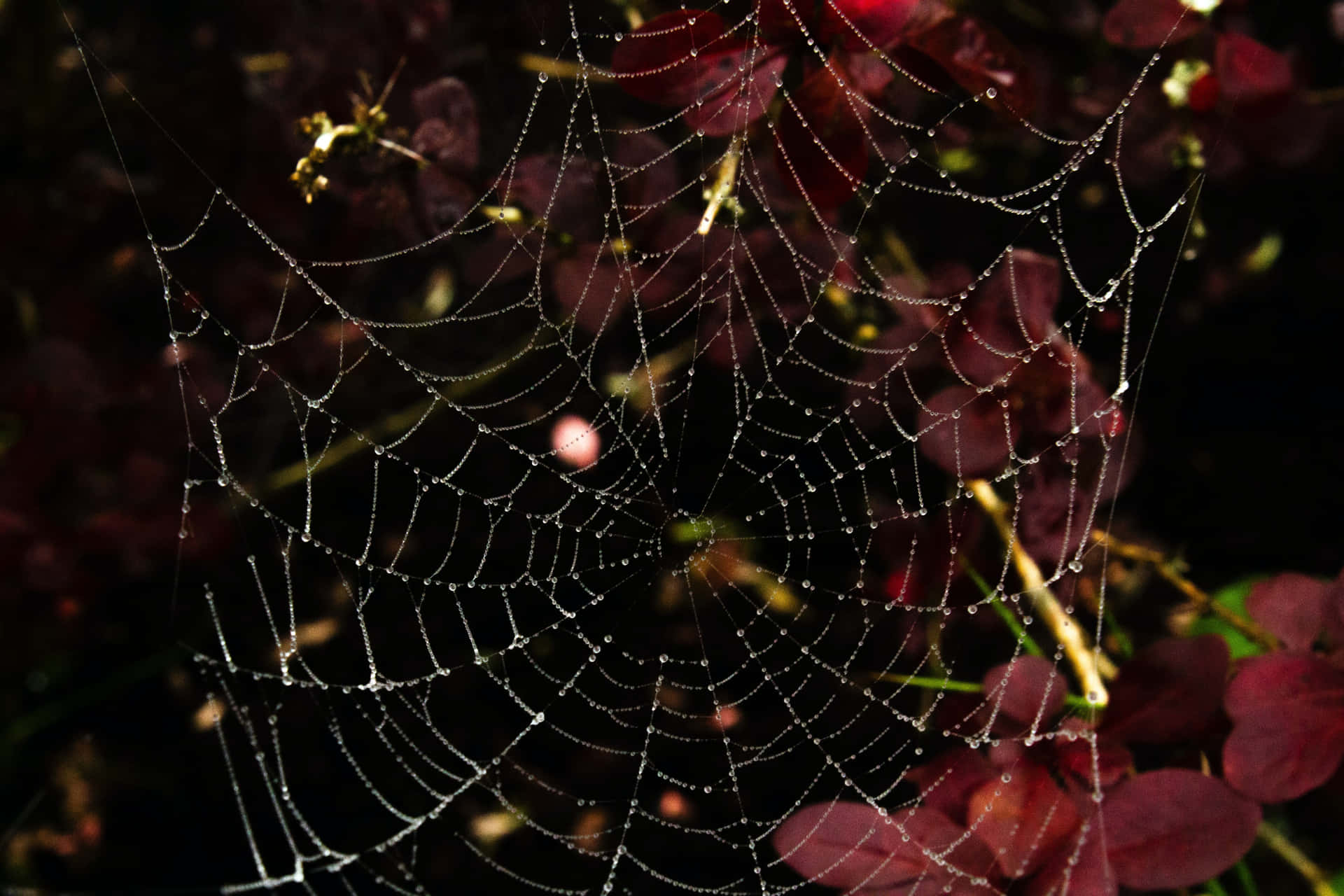 Intricate Spider Web [wallpaper] Wallpaper