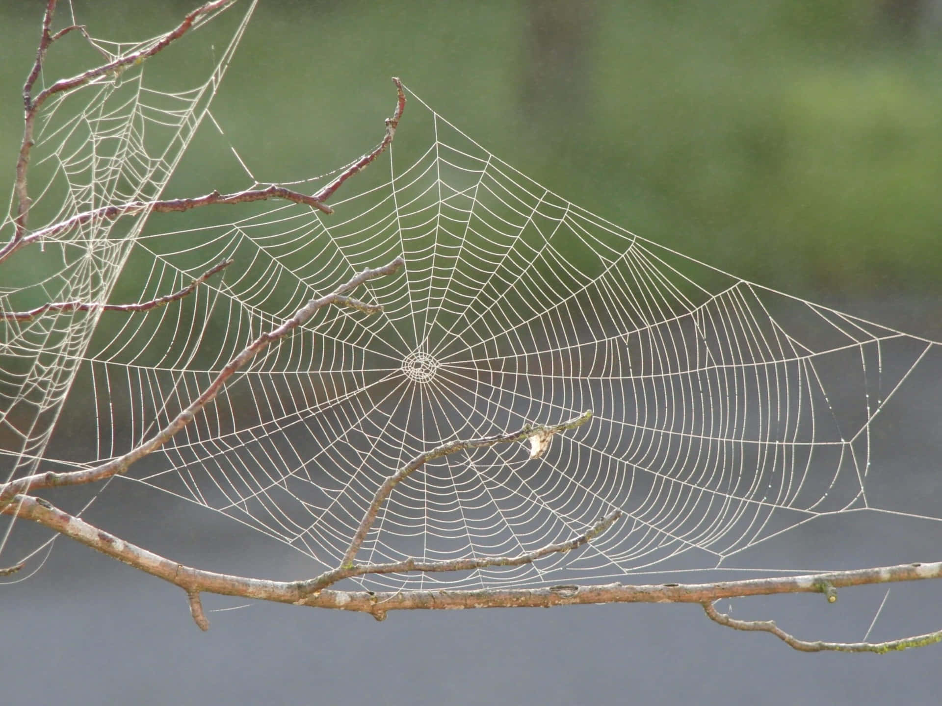 Intricate Spider Webon Branches Wallpaper