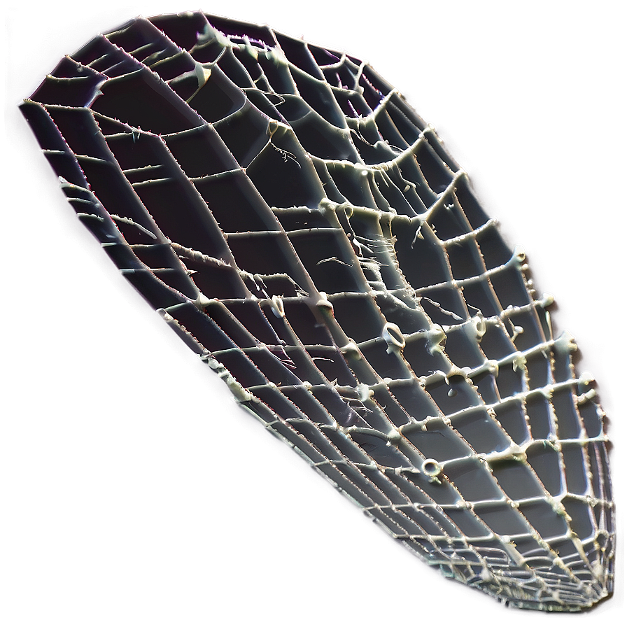 Intricate Spider Webon Leaf PNG
