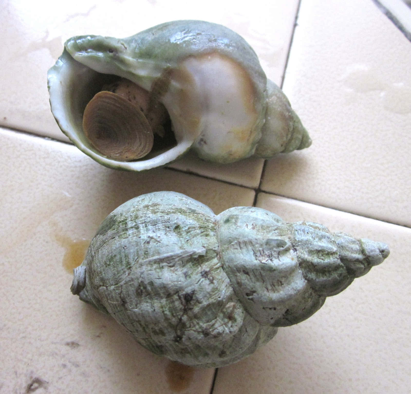 Intricate Whelk Shell On A Sandy Beach Wallpaper