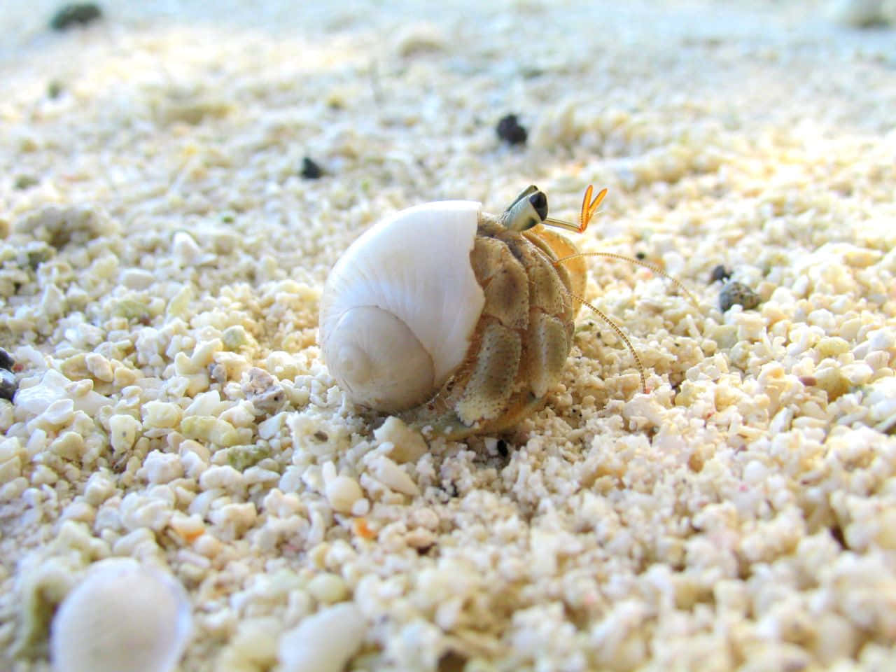Intriguing Close-up Of A Hermit Crab Wallpaper