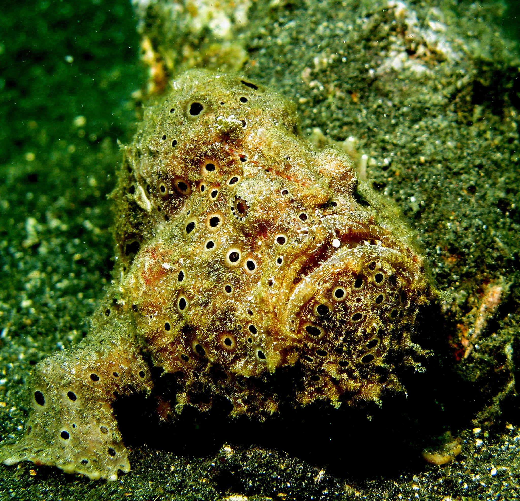 Intriguing Frogfish In Its Natural Habitat Wallpaper
