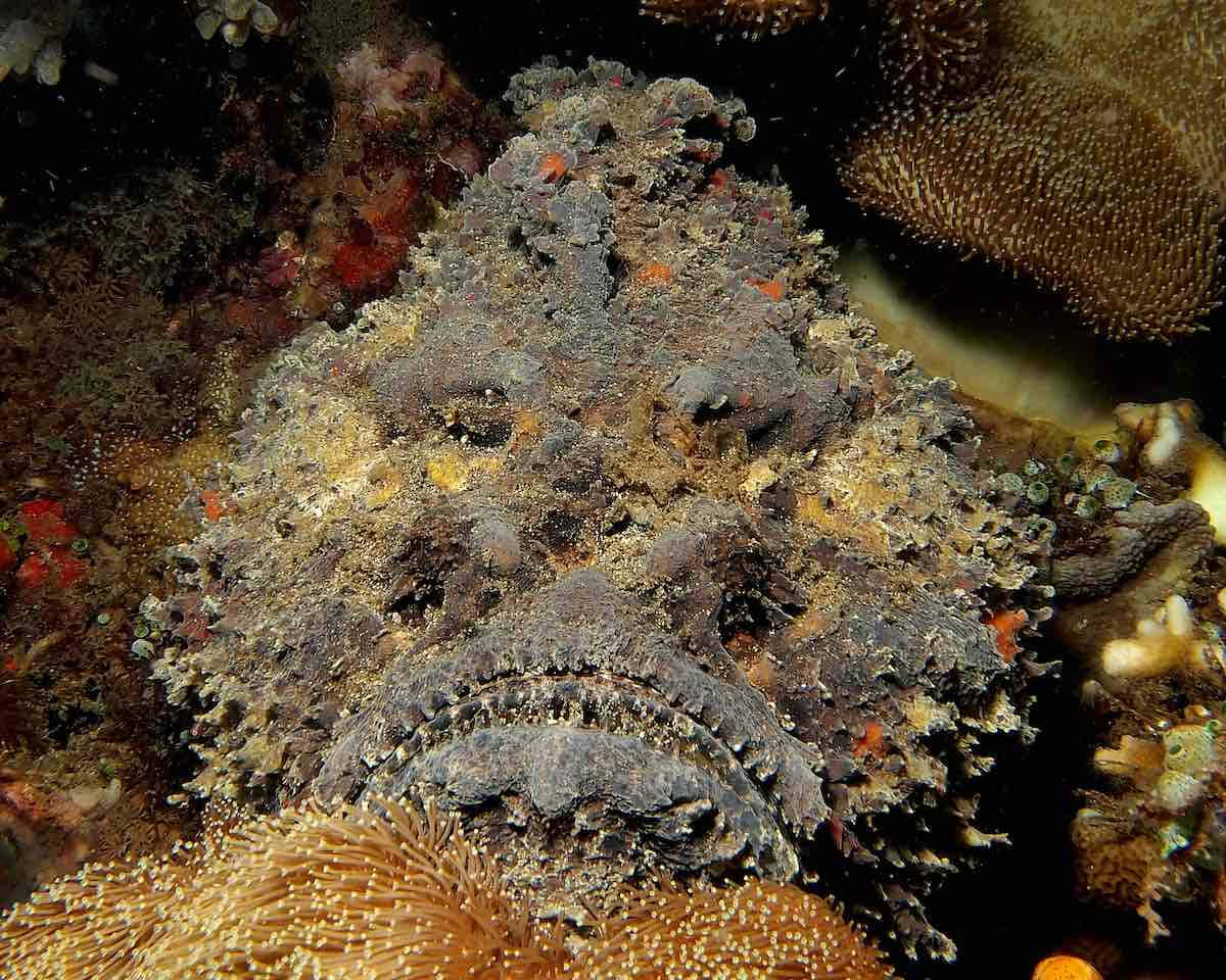 Intriguing Stonefish Camouflaged Among Reef Wallpaper