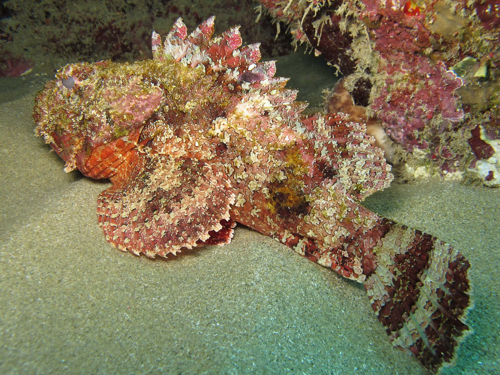 Intriguing Stonefish Camouflaging In Underwater Reef Wallpaper