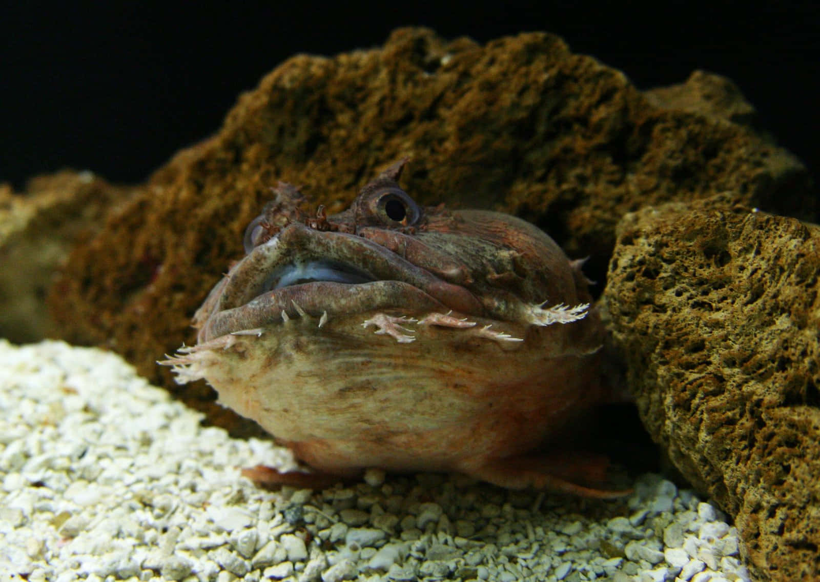 Intriguing Toadfish In Its Natural Habitat Wallpaper