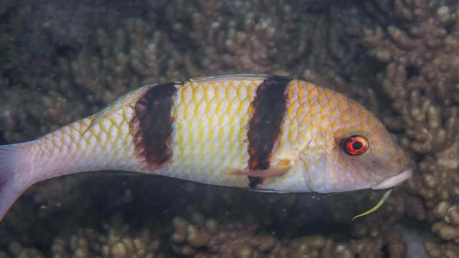 Intriguing Underwater Snapshot Of A Goatfish Wallpaper