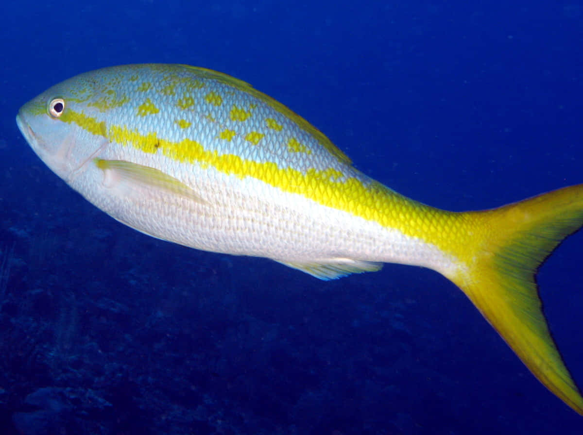 Intriguing Yellowtail Snapper Swimming Through Coral Reefs Wallpaper