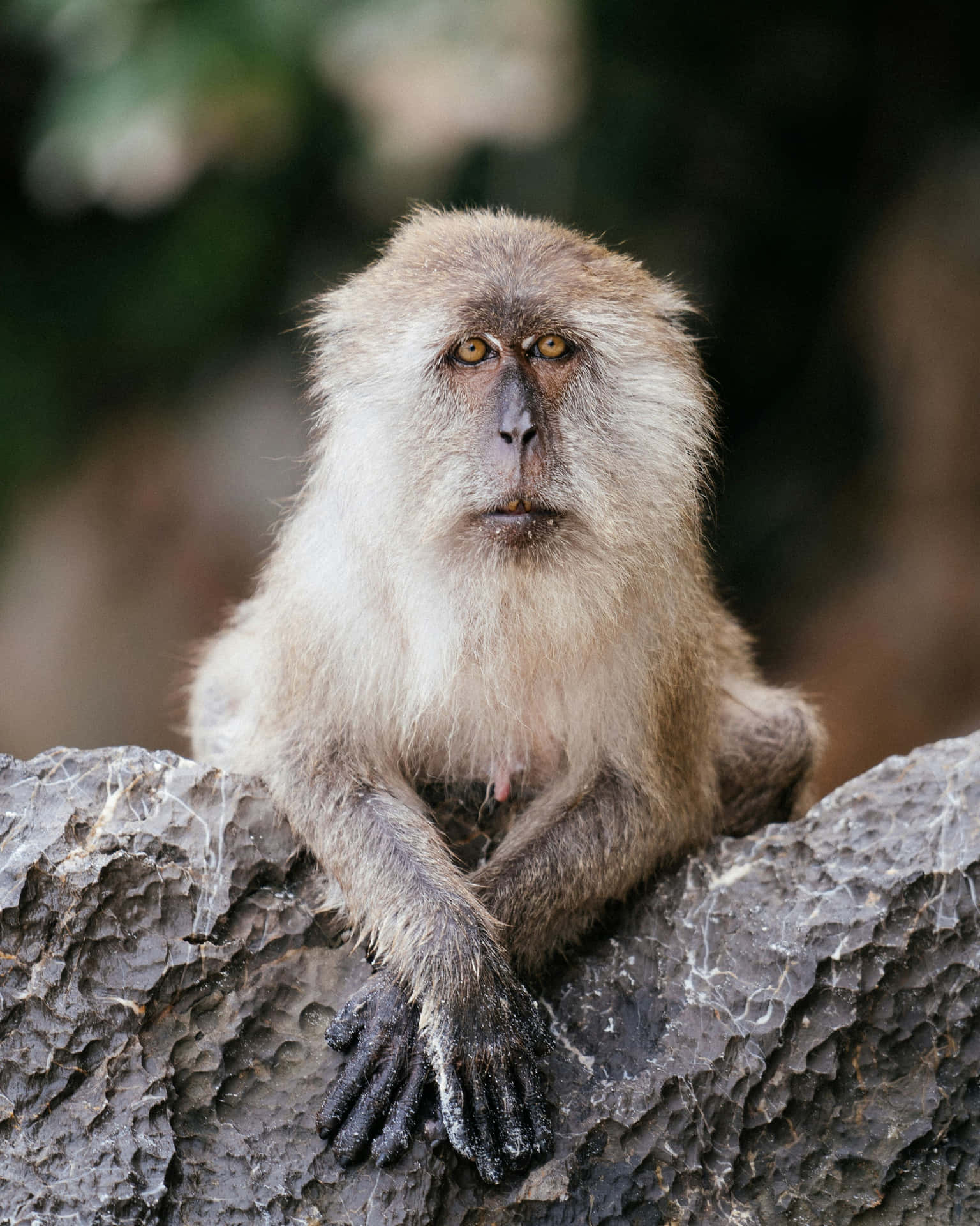 Introspective Baboon Portrait Wallpaper