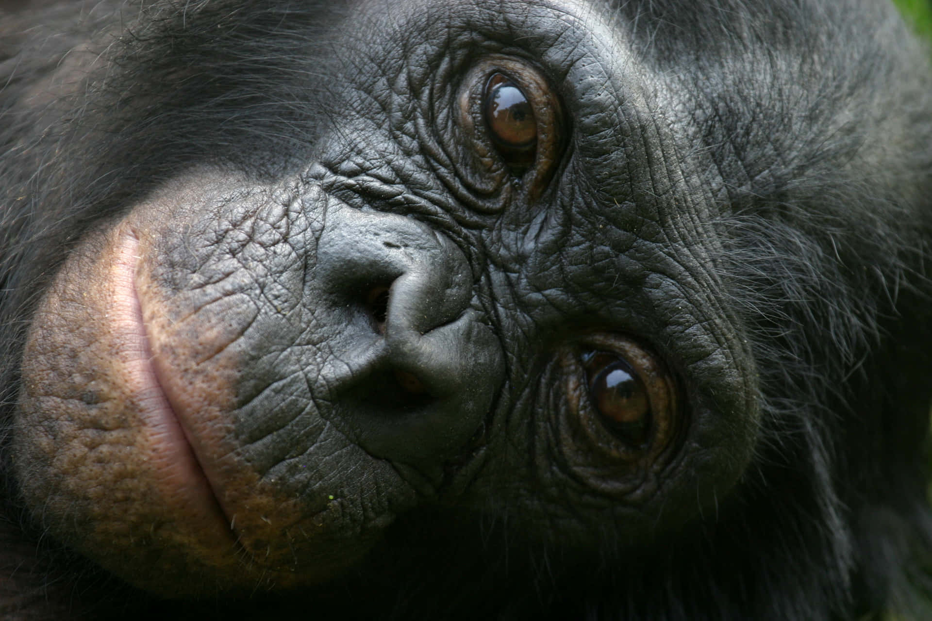 Introspective Bonobo Portrait Wallpaper