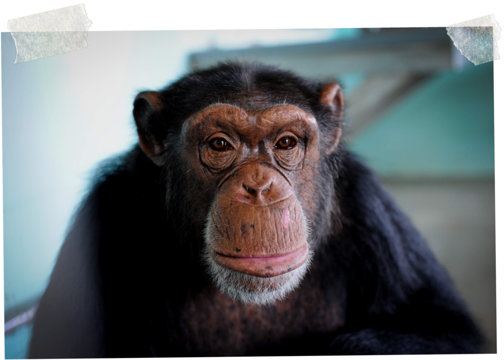 Introspective Chimpanzee Portrait PNG