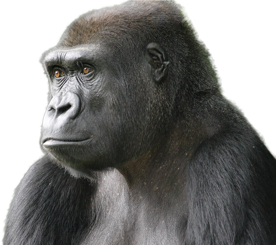 Introspective Gorilla Portrait PNG