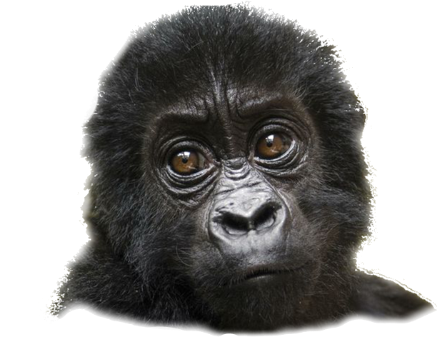 Introspective Gorilla Portrait PNG