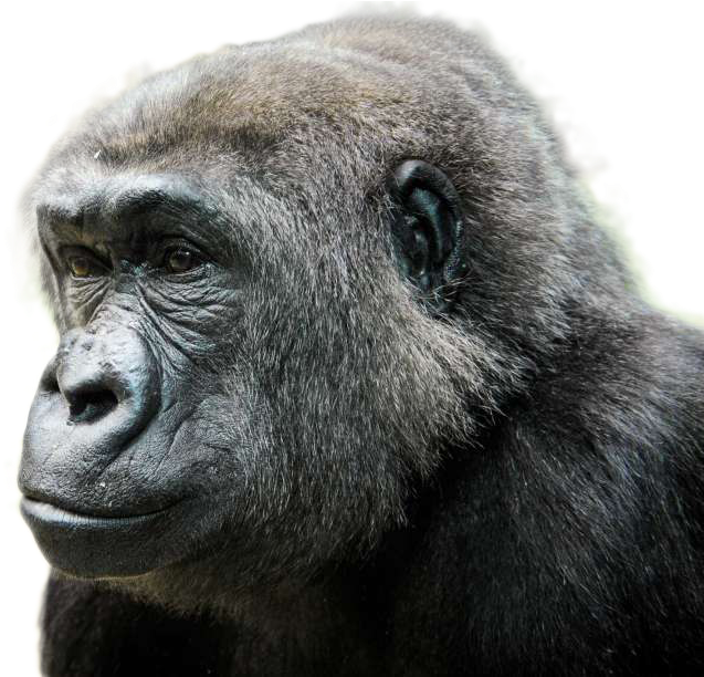 Introspective Gorilla Portrait PNG