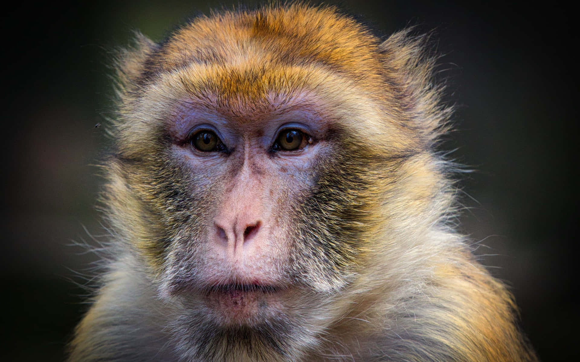 Introspective Macaque Portrait Wallpaper