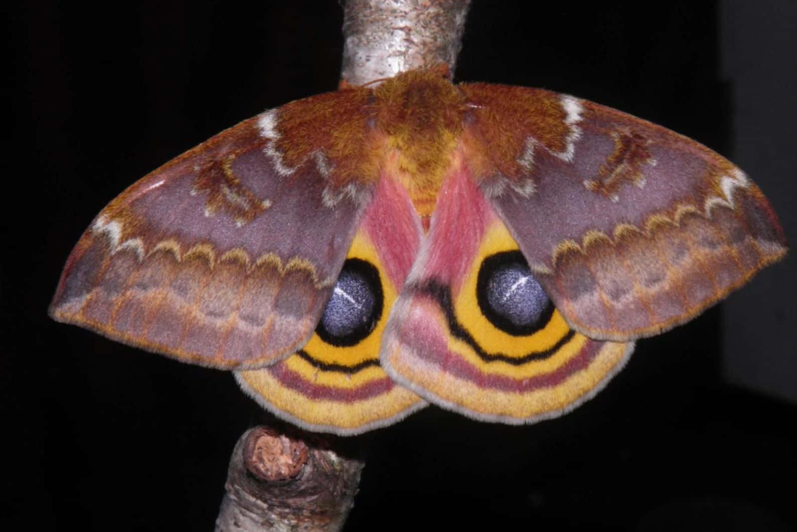 Io Moth Displaying Eye Spots Wallpaper