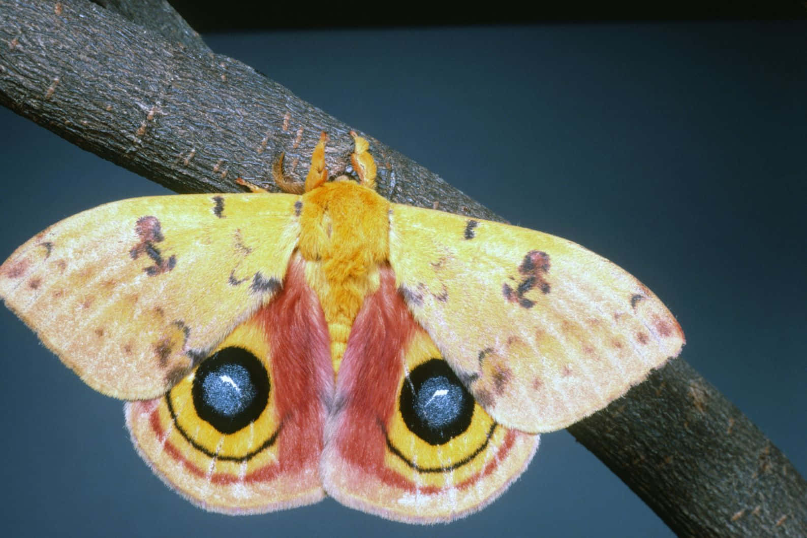 Io Moth Displaying Eye Spots Wallpaper