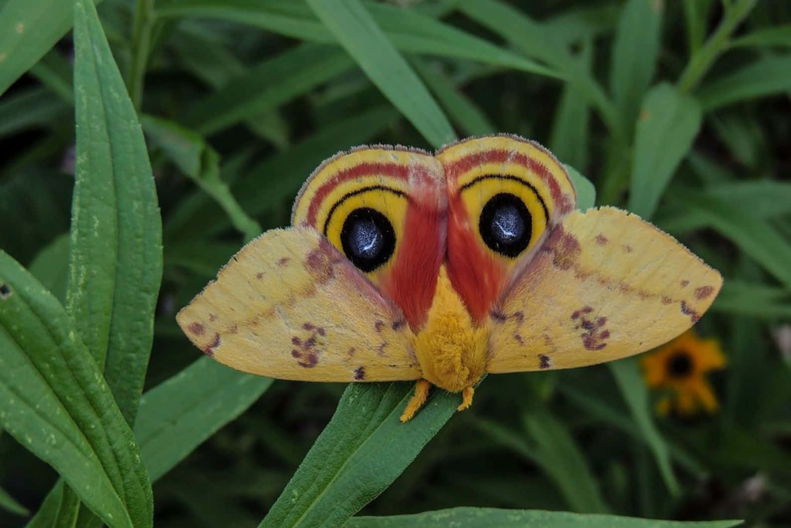 Io Moth Displaying Eyespots Wallpaper