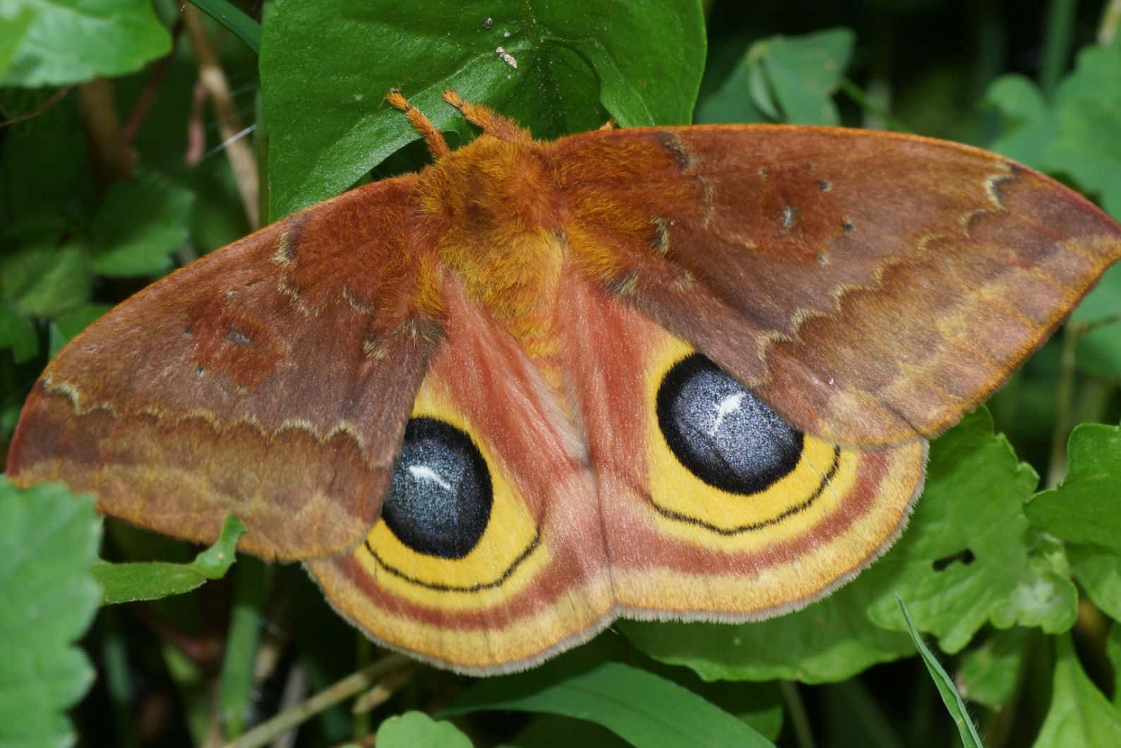 Io Moth Displaying Eyespots Wallpaper