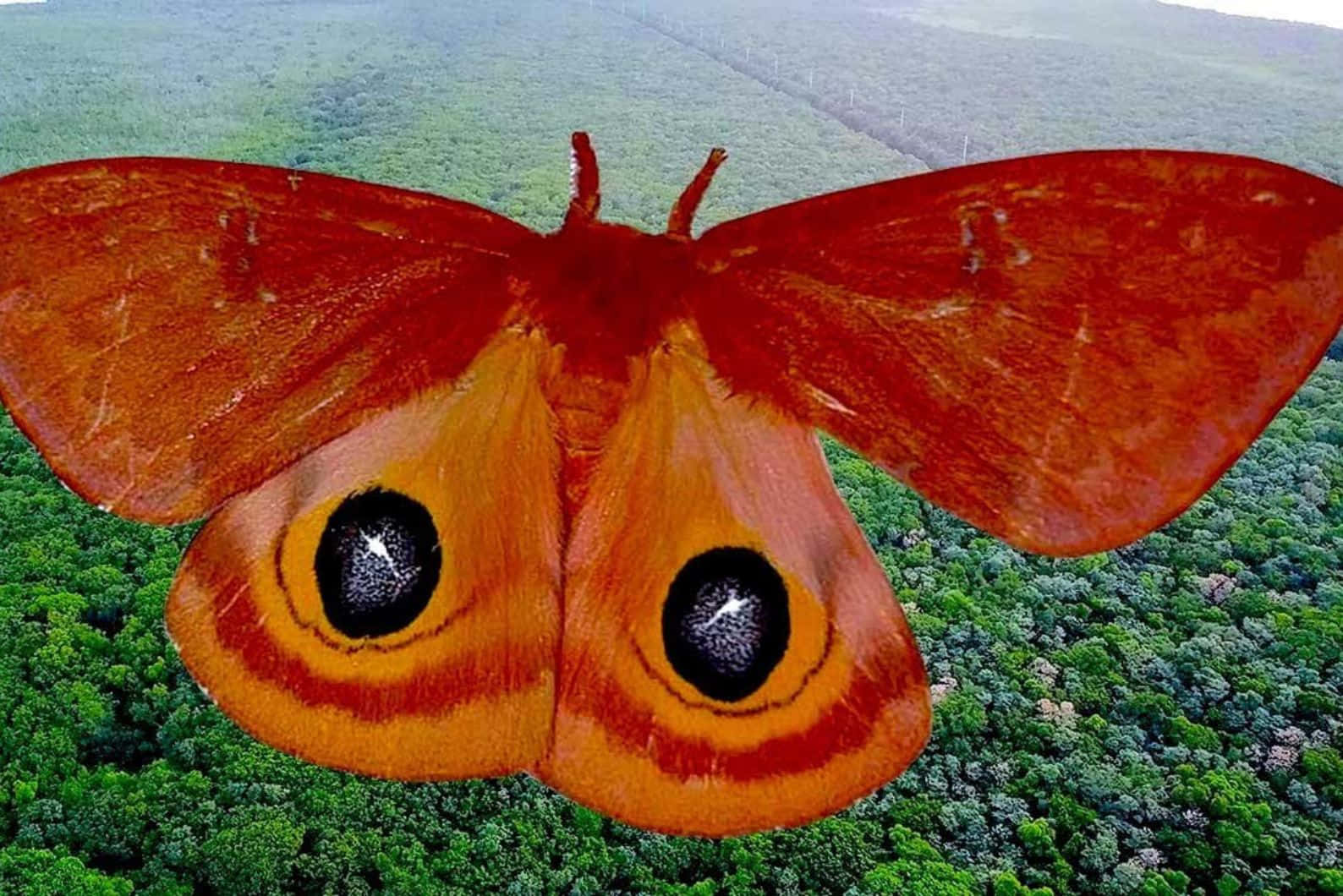 Io Moth Over Forest Wallpaper