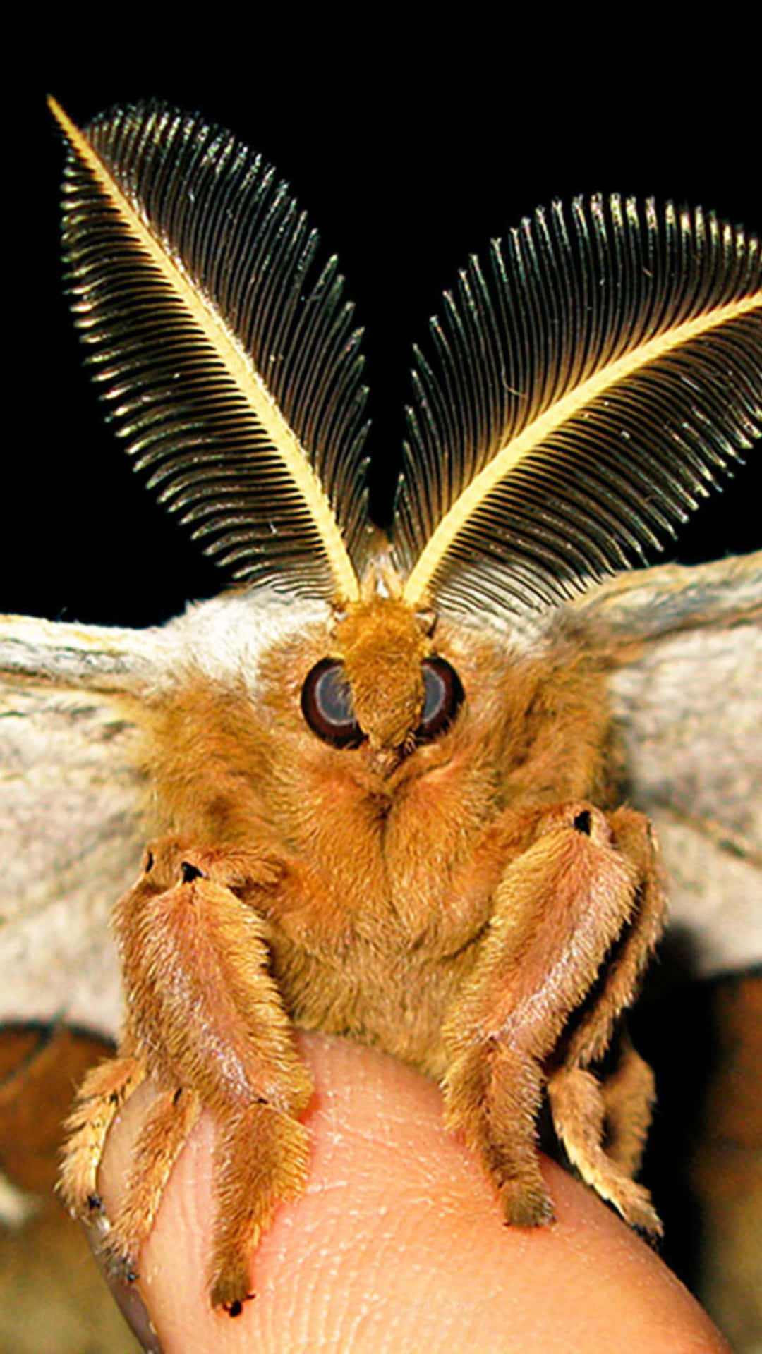Io Moth Perchedon Finger Wallpaper
