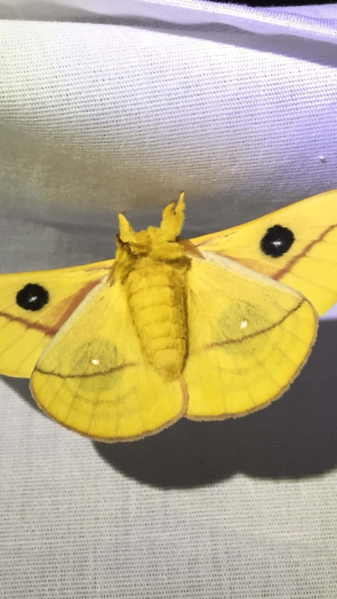 Io Moth Spread Wings Wallpaper