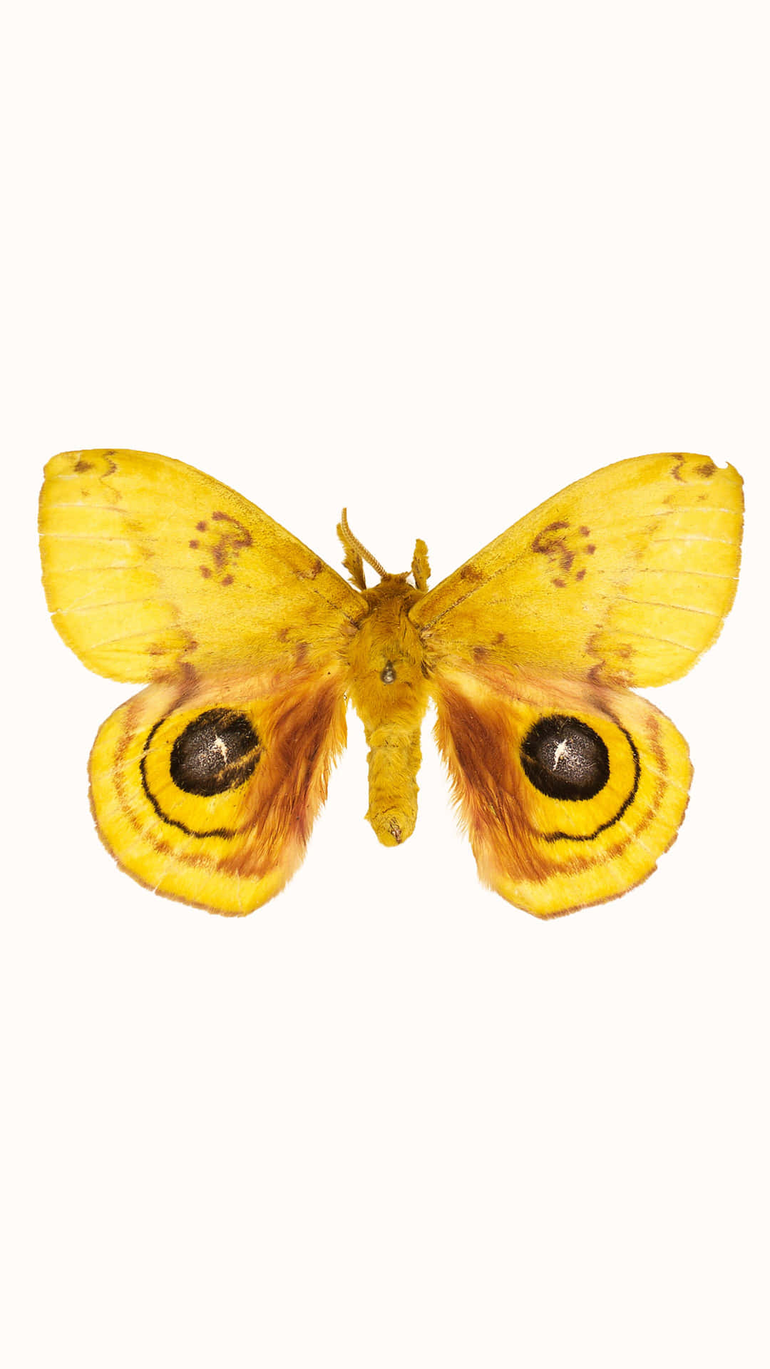 Io Moth Spread Wings Wallpaper