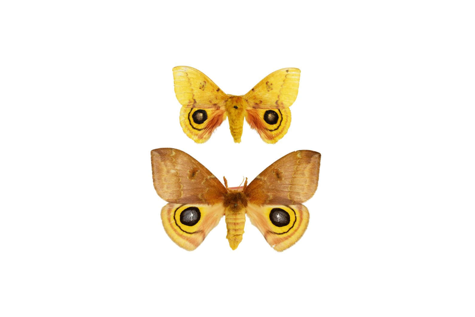 Io Moth Symmetry Wallpaper