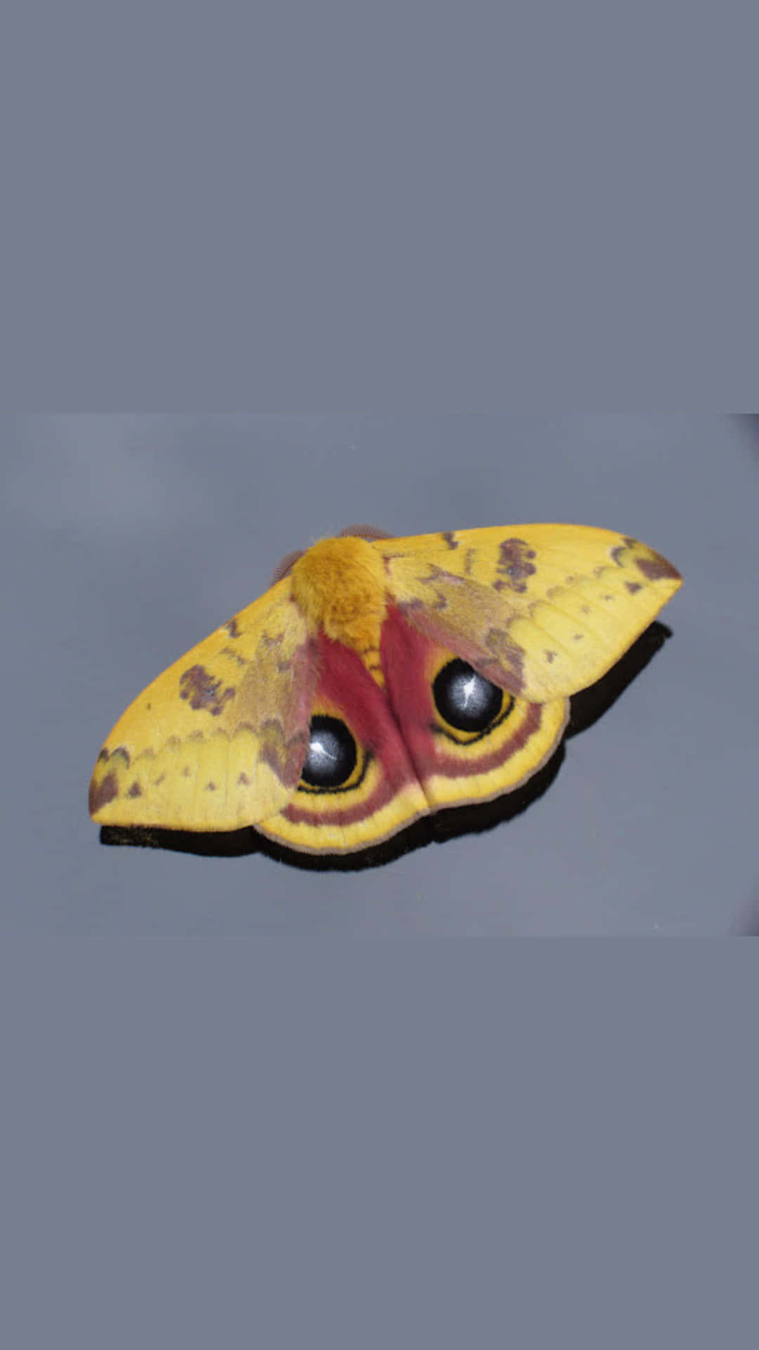 Io Moth Vibrant Wings Wallpaper