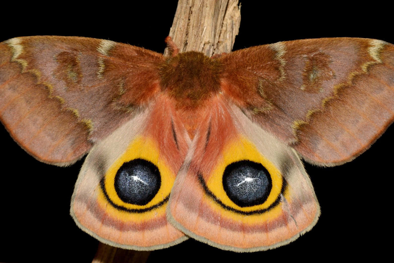Io Moth Vivid Eyespots Wallpaper