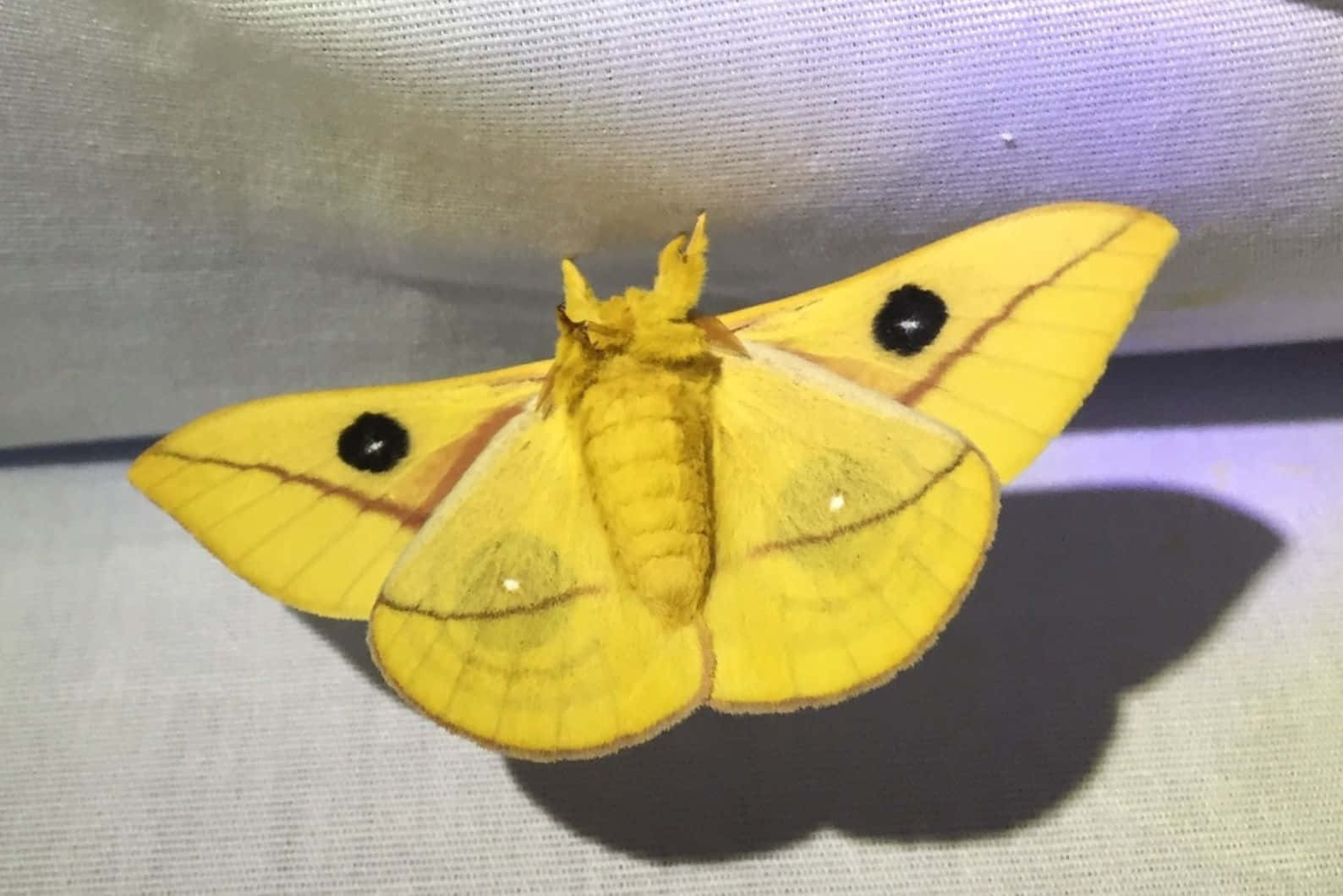 Io Moth Yellow Wings Black Eyespots Wallpaper