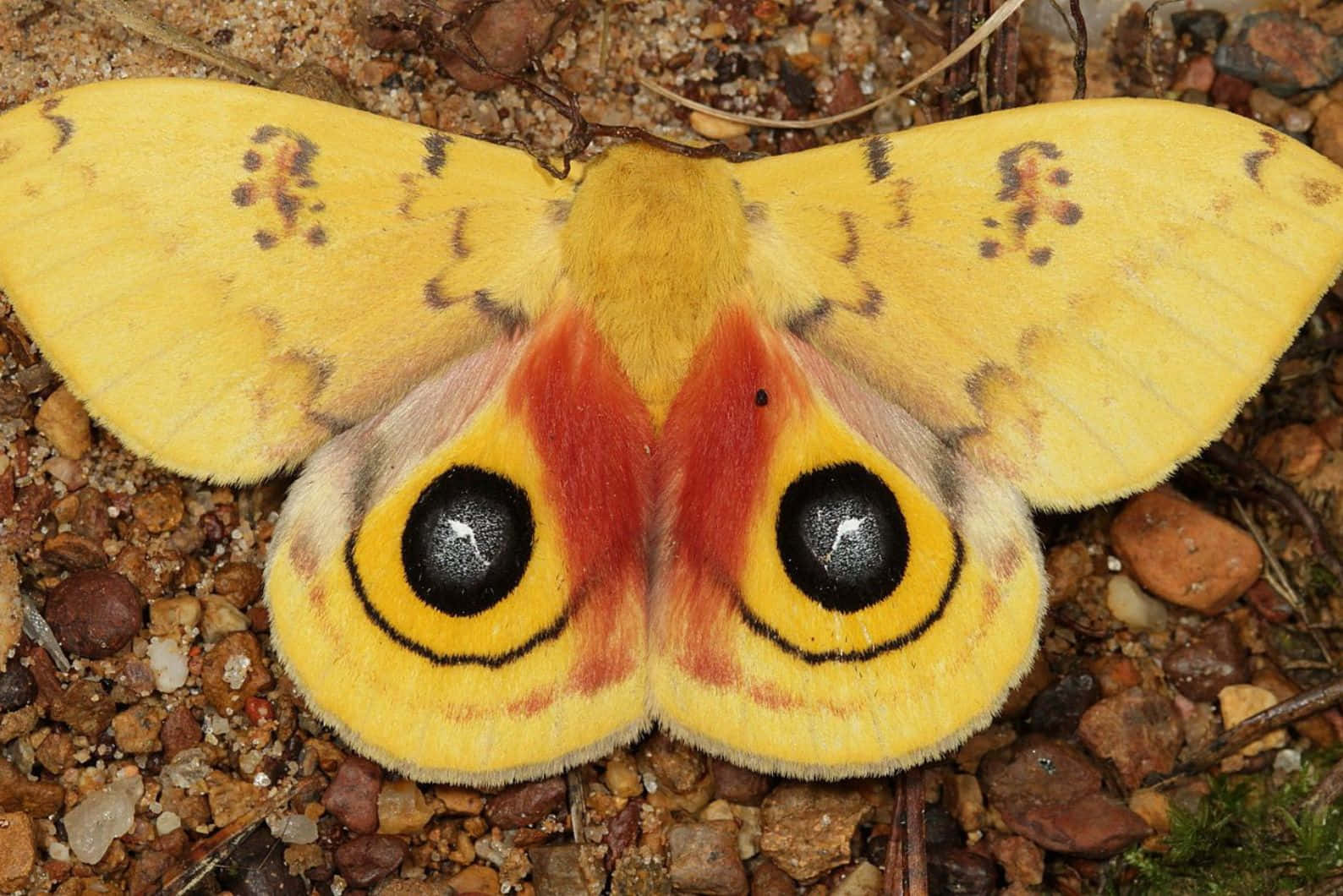 Io Moth Yellow Wings Eye Spots Wallpaper