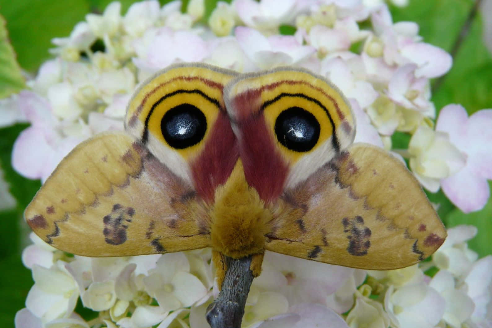 Io Mothon Flowers Wallpaper