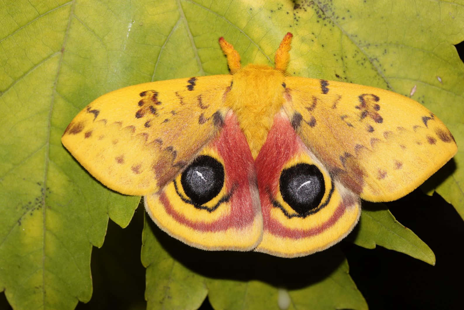 Io Mothon Leaf Wallpaper