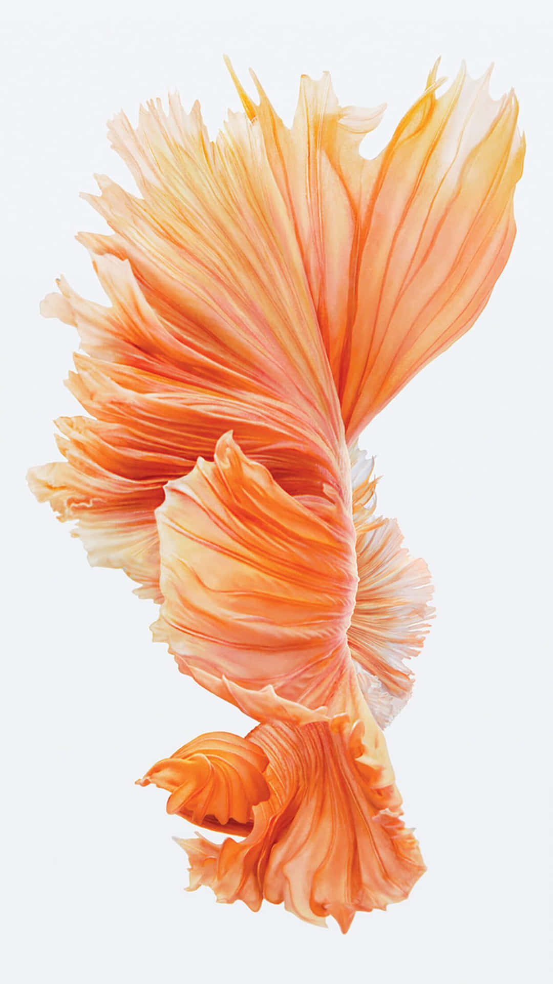 Ios1 Orange Beta Fisch Textur Wallpaper
