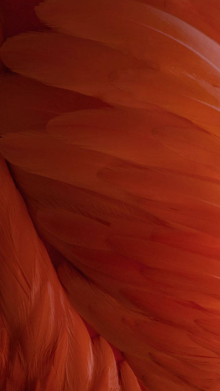 Ios 15 Orange Feather Wallpaper