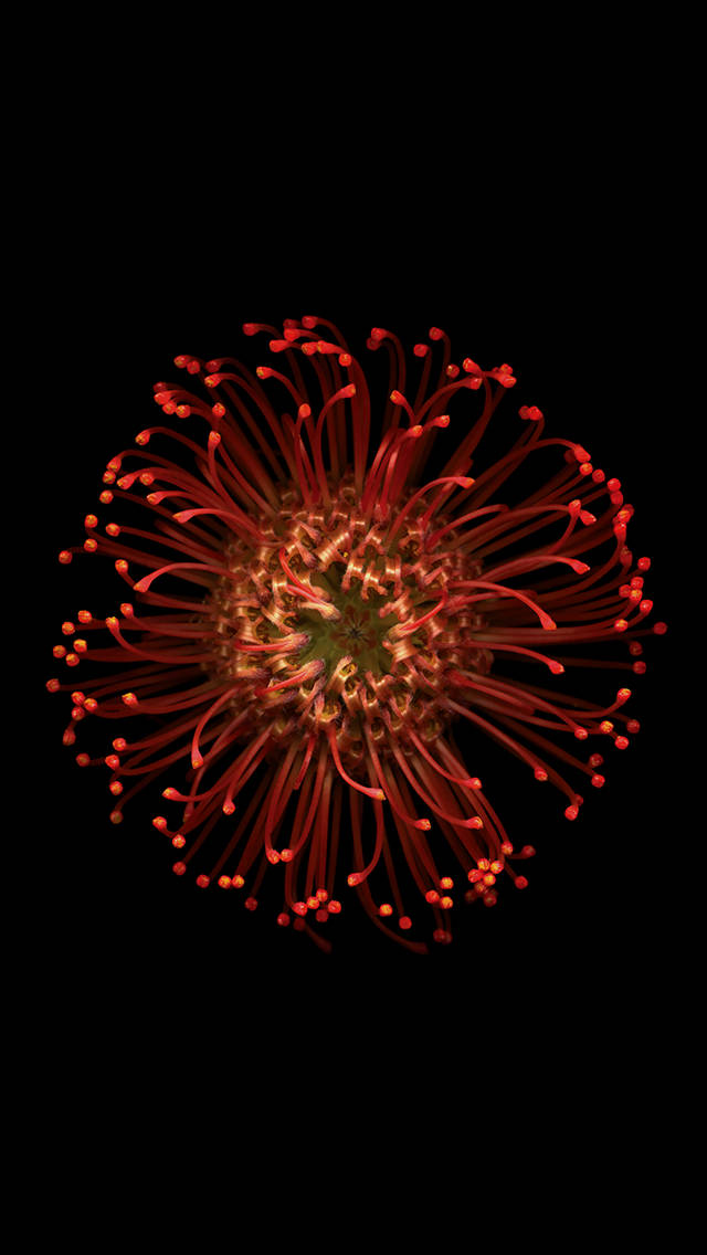 Ios 8 Bright Red Flower