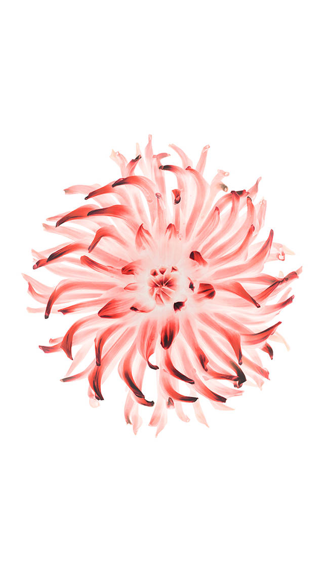 Ios 8 Pink And Red Flower