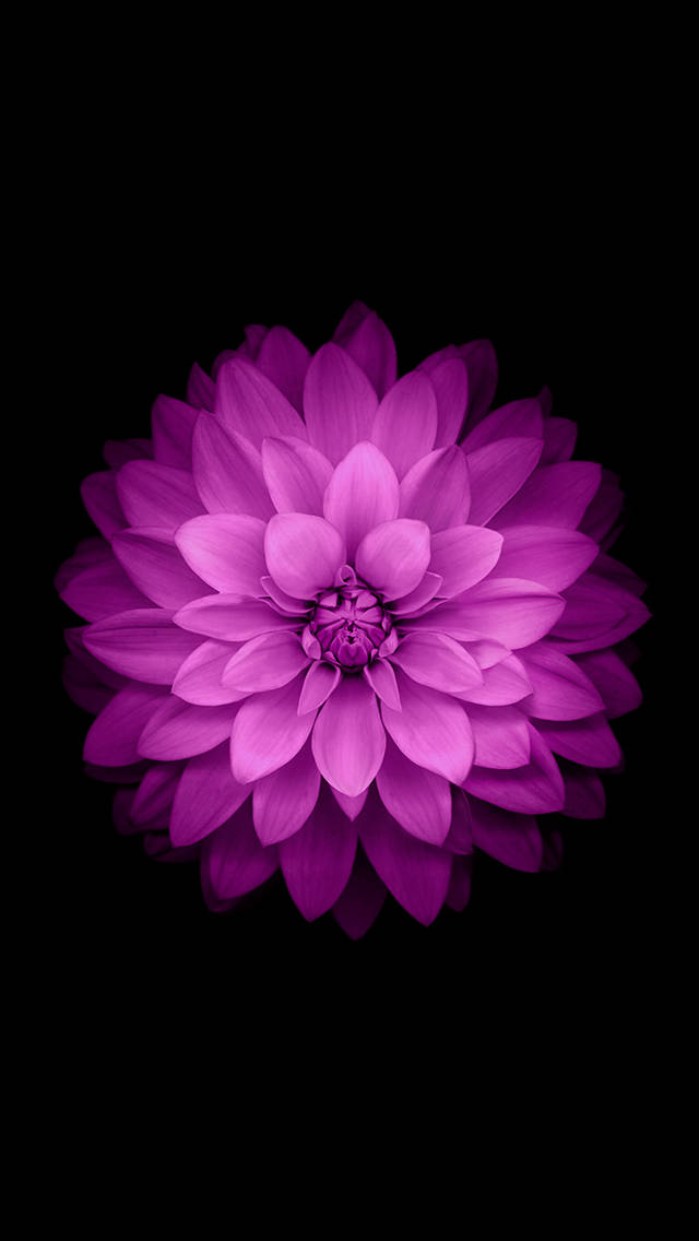iOS 8 Purple Flower Wallpaper