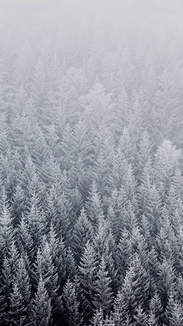 iOS 8 Winter Pine Trees Wallpaper